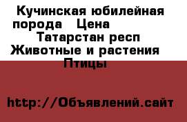 Кучинская юбилейная порода › Цена ­ 150-500 - Татарстан респ. Животные и растения » Птицы   